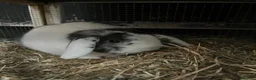 Mixed Breed rabbits for sale: Rabbit - Advert 6