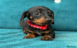Miniature Dachshund dogs for sale: Miniature Dachshund Puppies  - Image 2