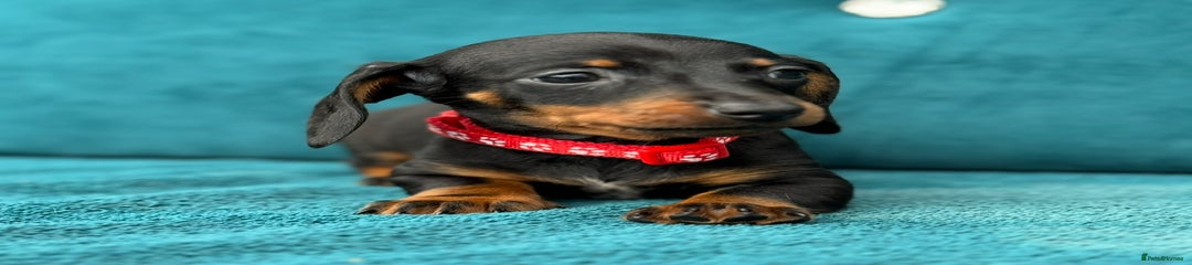 Miniature Dachshund Puppy 2