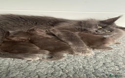 Maine Coon cats for sale: Maine Coon Kittens - Image 3