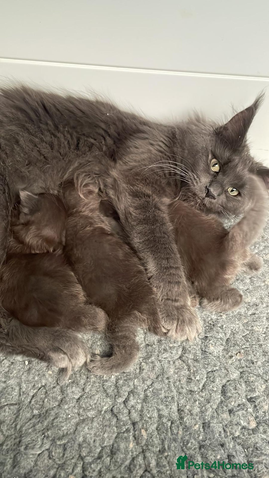 Maine Coon cats for sale: Maine Coon Kittens - Image 3
