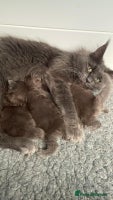 Maine Coon cats - Advert 3