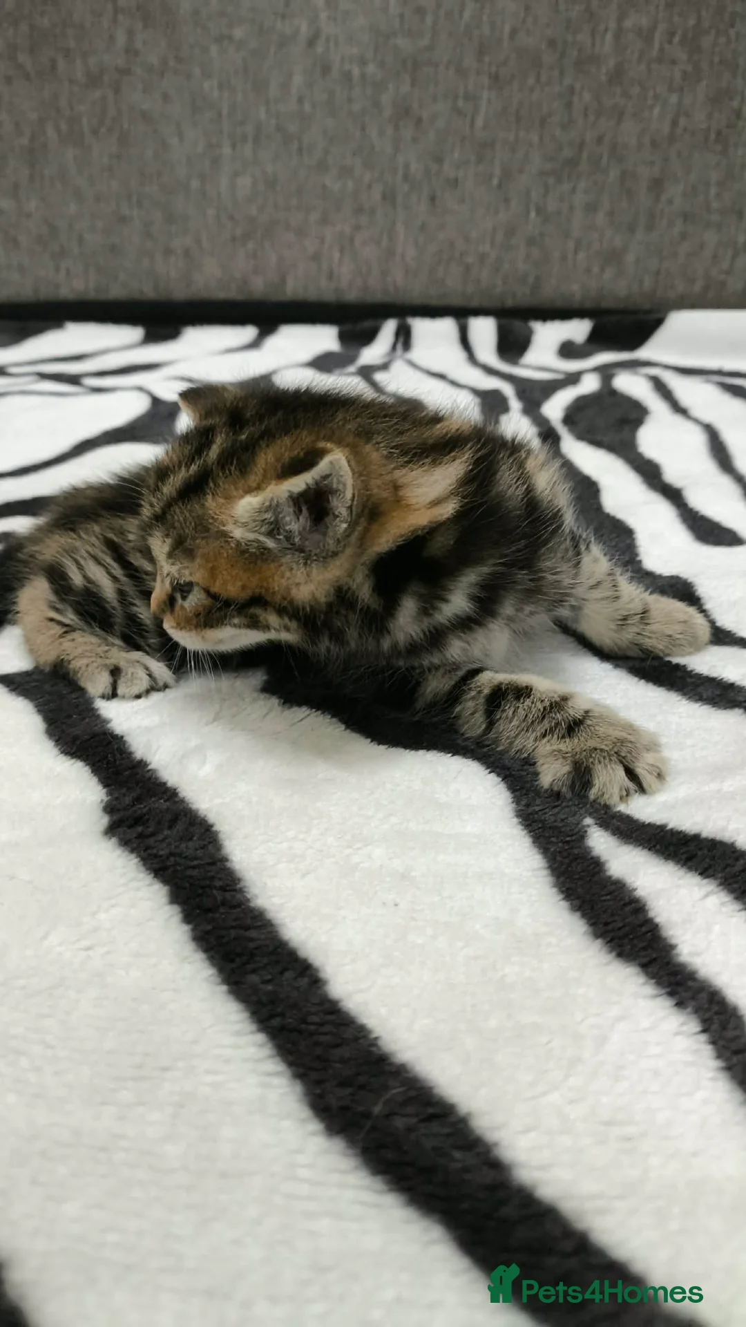 Mixed Breed cats for sale: Adorable Tabby Kittens Looking for Forever Homes - Advert 17