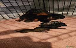 Dachshund dogs for sale: Miniature daschunds looking for their forever home in Redcar - Image 14