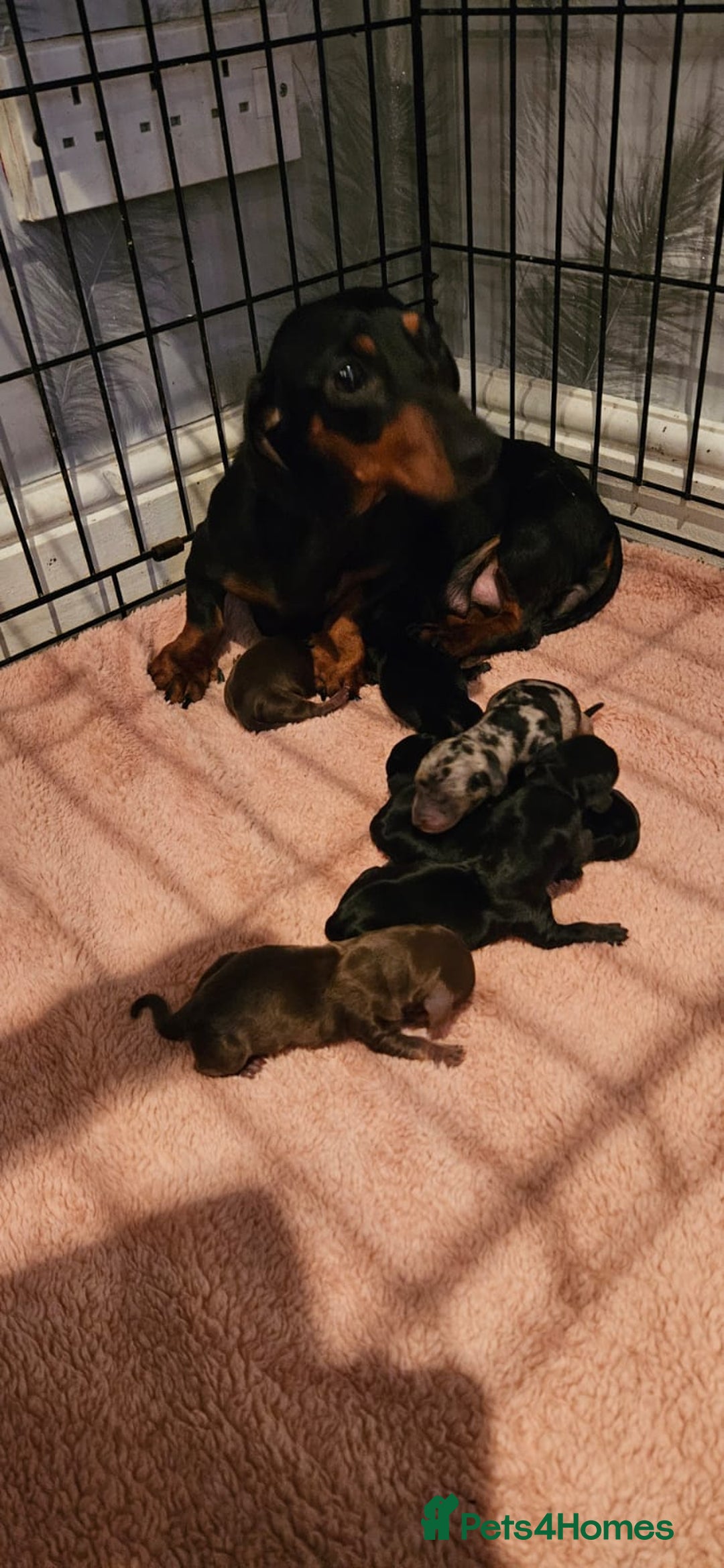 Dachshund dogs for sale: Miniature daschunds looking for their forever home in Redcar - Image 14