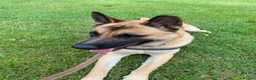 Mixed Breed dogs for sale: Dexter  in North Shields - Advert 4