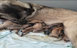 Mixed Breed dogs for sale: Turkish kangal x German shepherd puppies  - Image 1