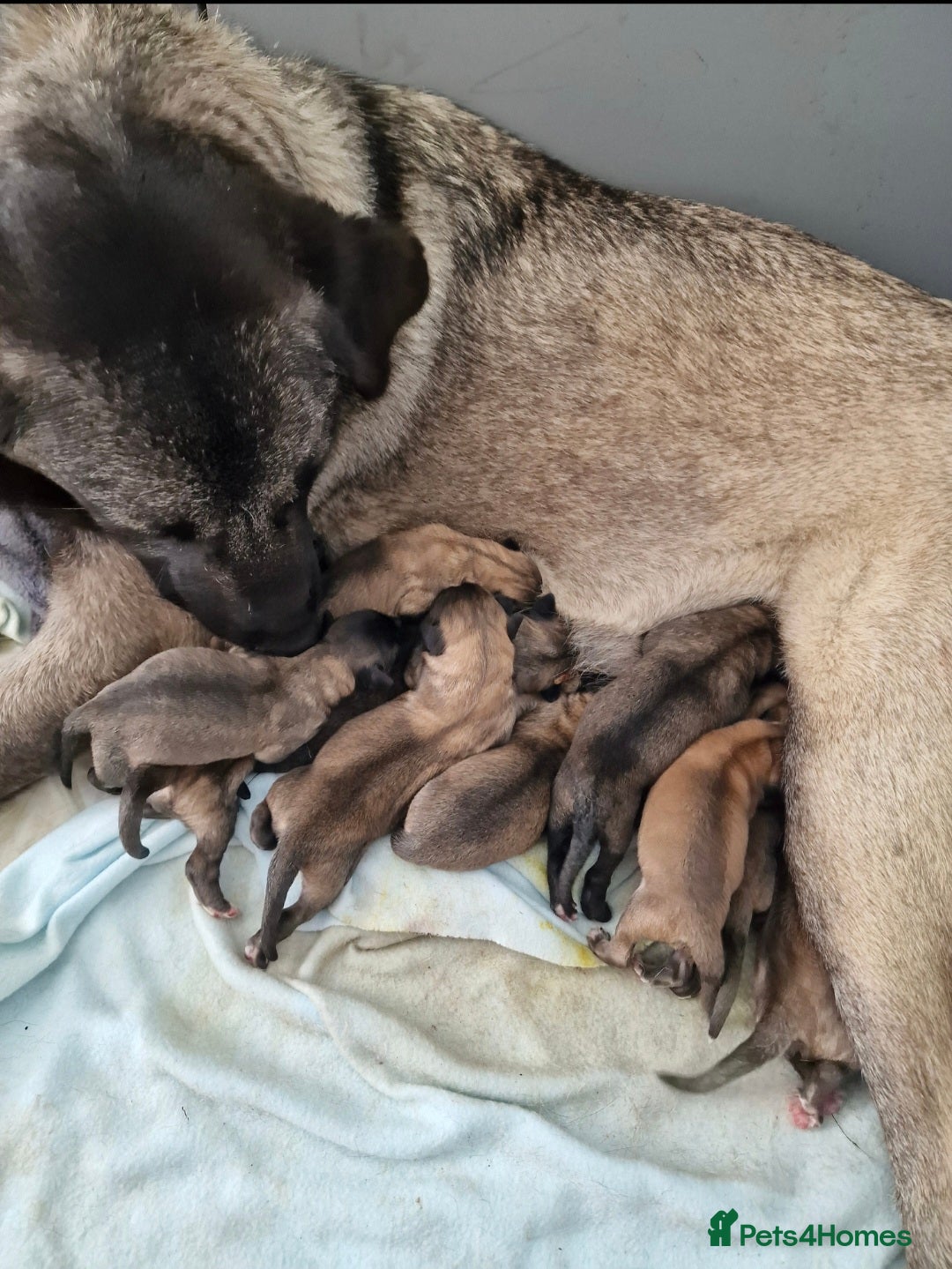 Mixed Breed dogs for sale: Turkish kangal x German shepherd puppies  - Image 1