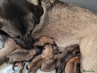 Mixed Breed dogs - Advert 27