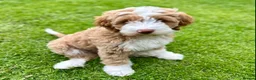 Australian Labradoodle dogs for sale: Australian Labradoodle Pups - Advert 10