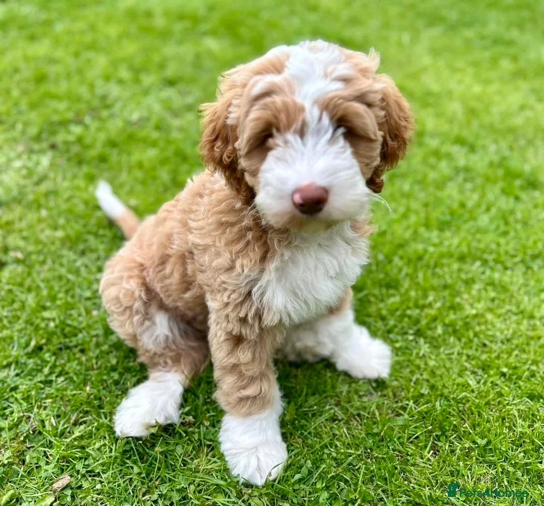Australian Labradoodle dogs for sale: Australian Labradoodle Pups - Advert 10