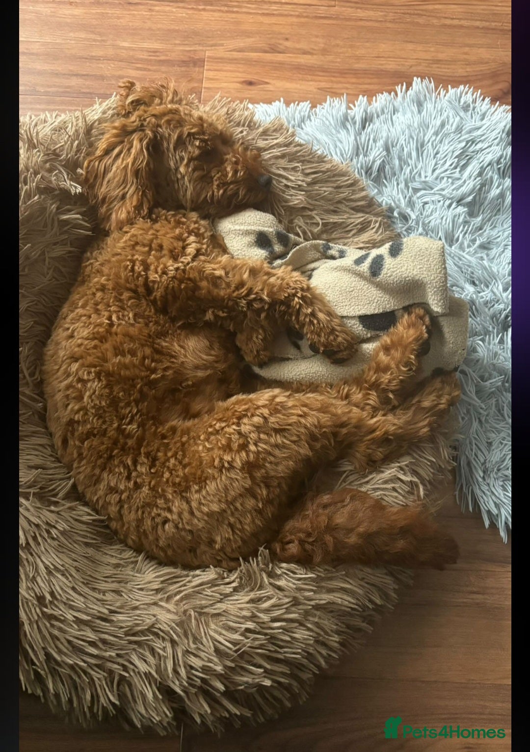 Cavapoo dogs Cavapoobabiesuk litter has arrived  - Advert 2