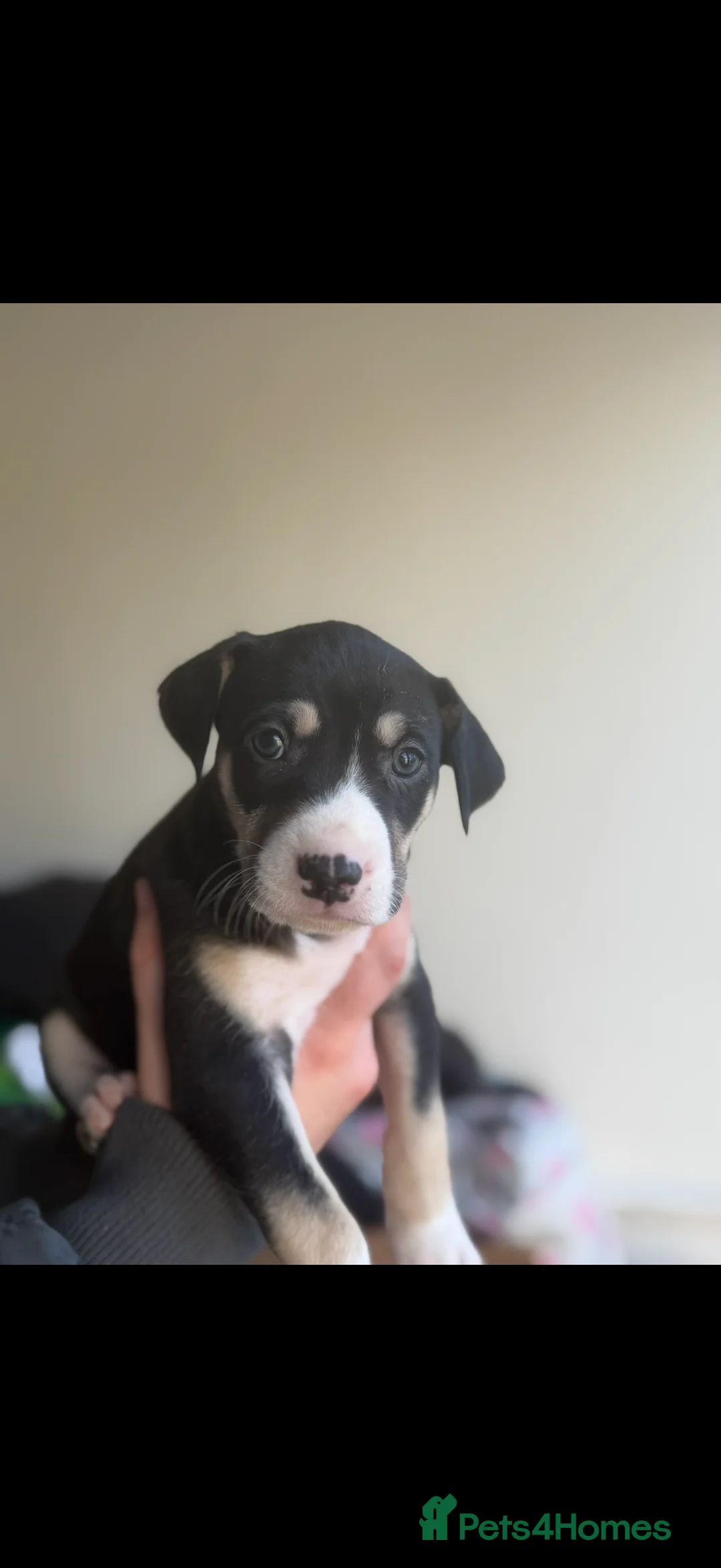 Mixed Breed dogs for sale: Saluki bull greyhound  - Advert 1