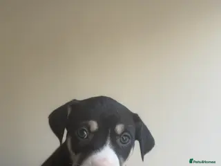 Mixed Breed dogs Saluki bull greyhound - Advert 1