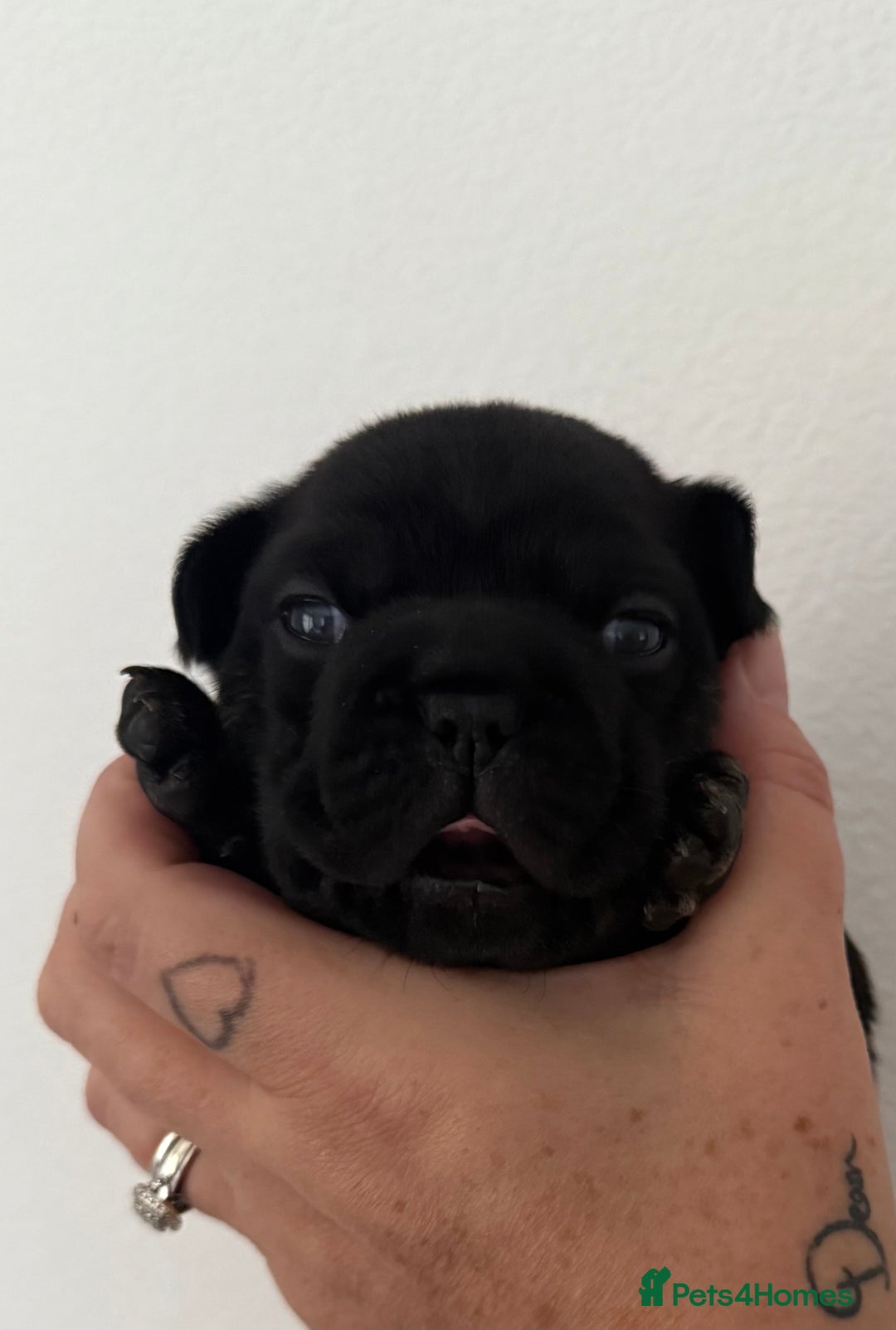 French Bulldog dogs for sale: Fluffy carriers variety of colors  - Image 13