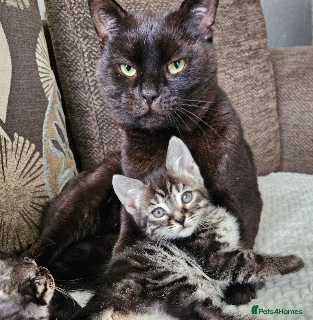 Bengal cats for sale: 9 week old bengal cross  - Advert 1