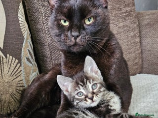 Bengal cats 9 week old bengal cross - Advert 1