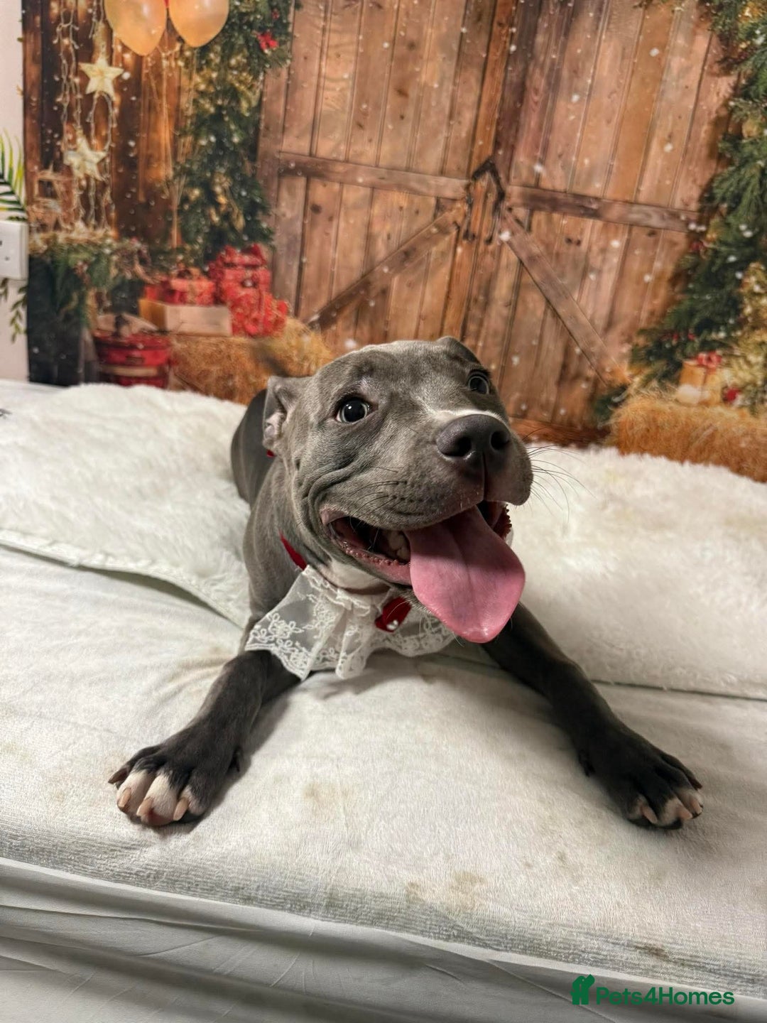 Mixed Breed dogs for sale: 6 Month female staffy for sale  - Advert 2