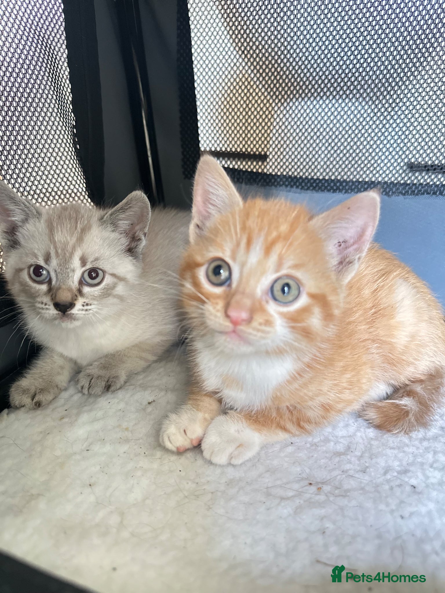 Mixed Breed cats for sale: 2 Cute kittens 🐱 ready to go ❤️ - Advert 3