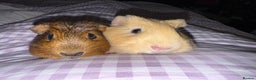 Guinea Pig rodents for sale: Male Guinea Pigs  - Advert 7
