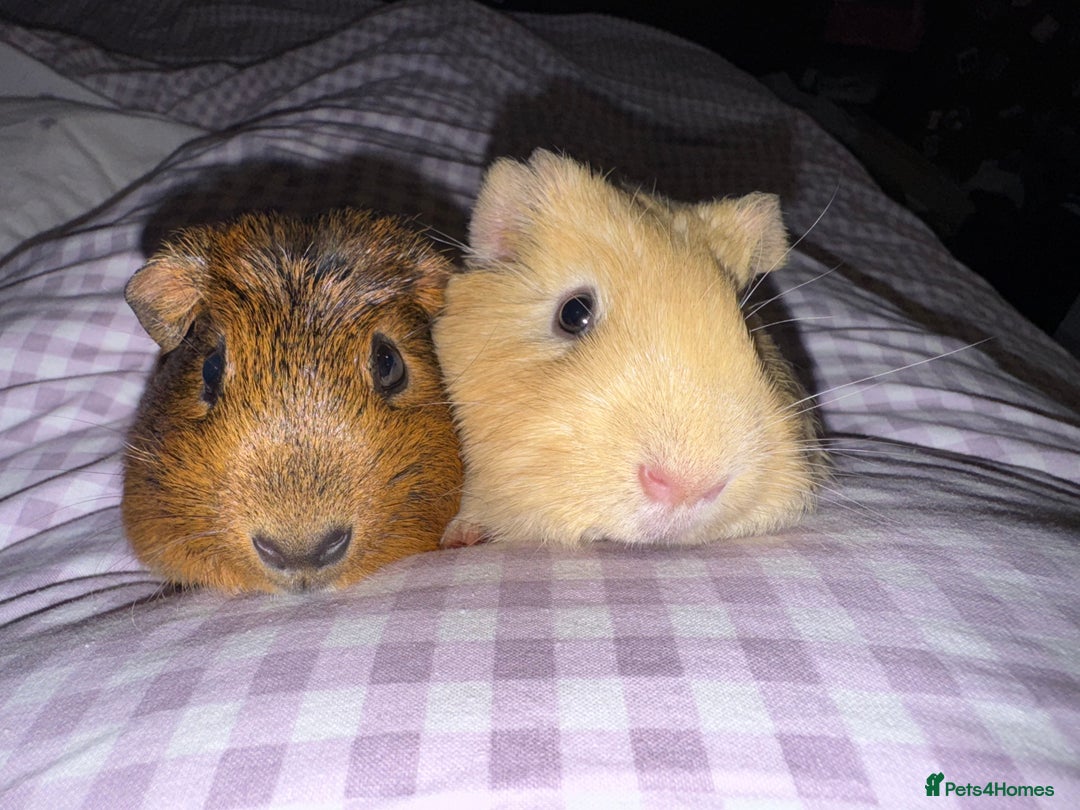 Guinea Pig rodents for sale: Male Guinea Pigs  - Advert 7