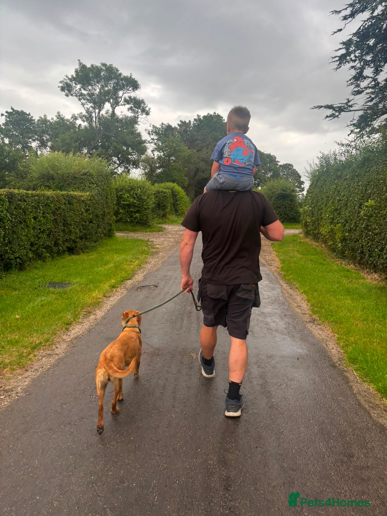 Labrador Retriever dogs KC Labrador looking for a new home - Advert 2