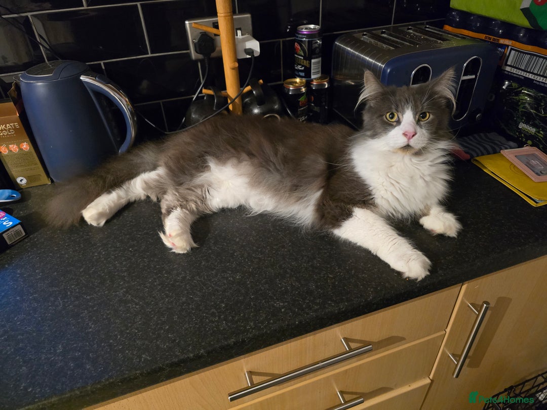 Maine Coon cats for sale: 5* Home only maine coon rehome 2 years old - Advert 5