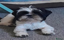 Shih Tzu dogs for sale: Albert in Aylesbury - Image 6