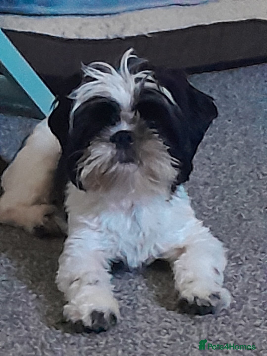 Shih Tzu dogs for sale: Albert in Aylesbury - Image 6