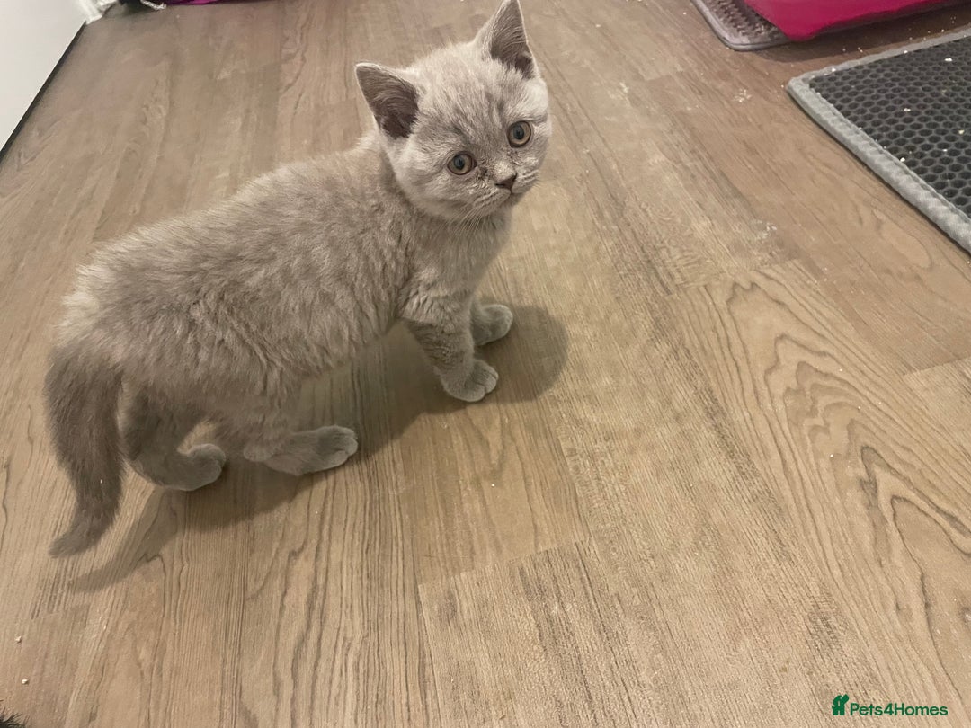 British Shorthair cats for sale:  British shorthair kittens Pedigree registered - Advert 27
