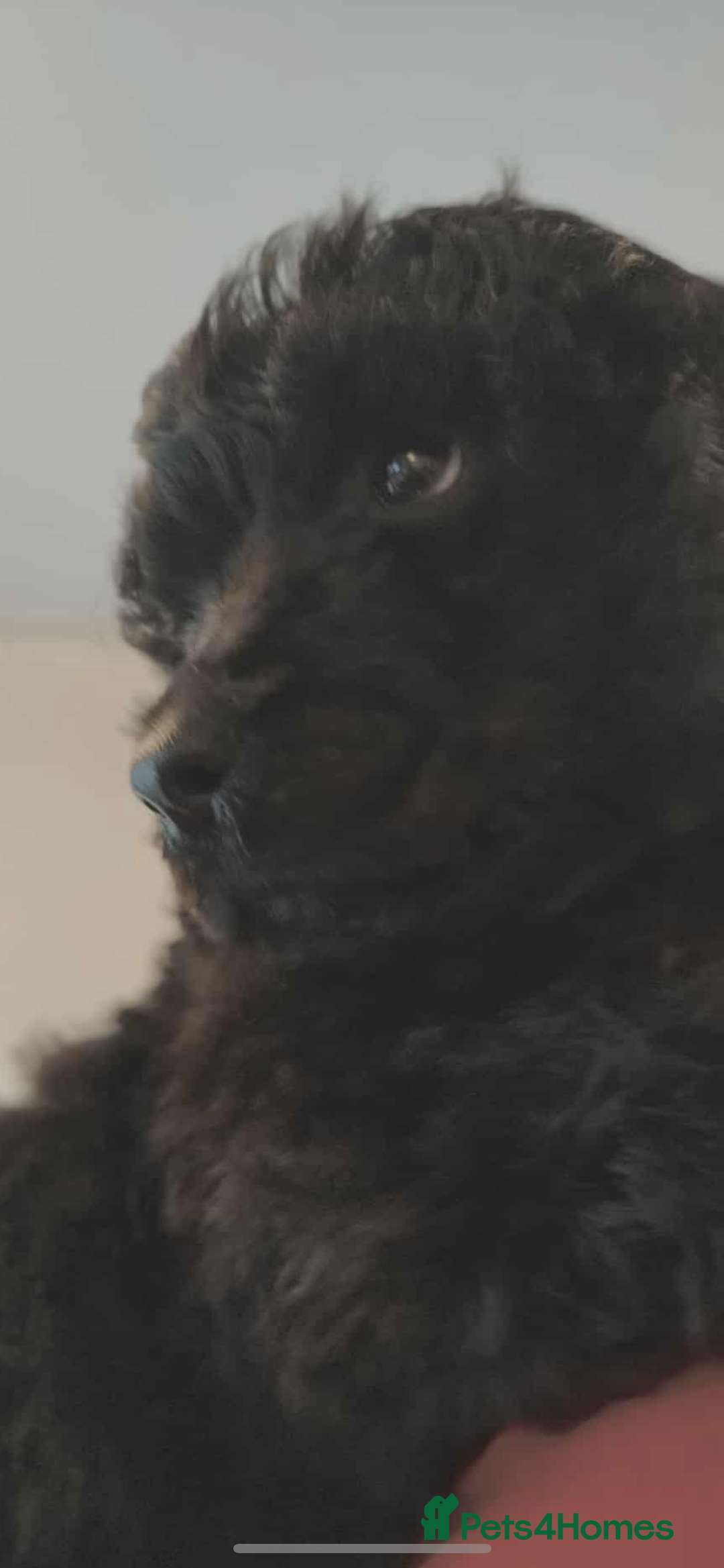 Shihpoo dogs for sale: Standard poodle x shihpoo - Image 24