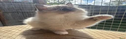 Ragdoll cats for sale: Beautiful ragdoll blue mitted female  - Advert 6
