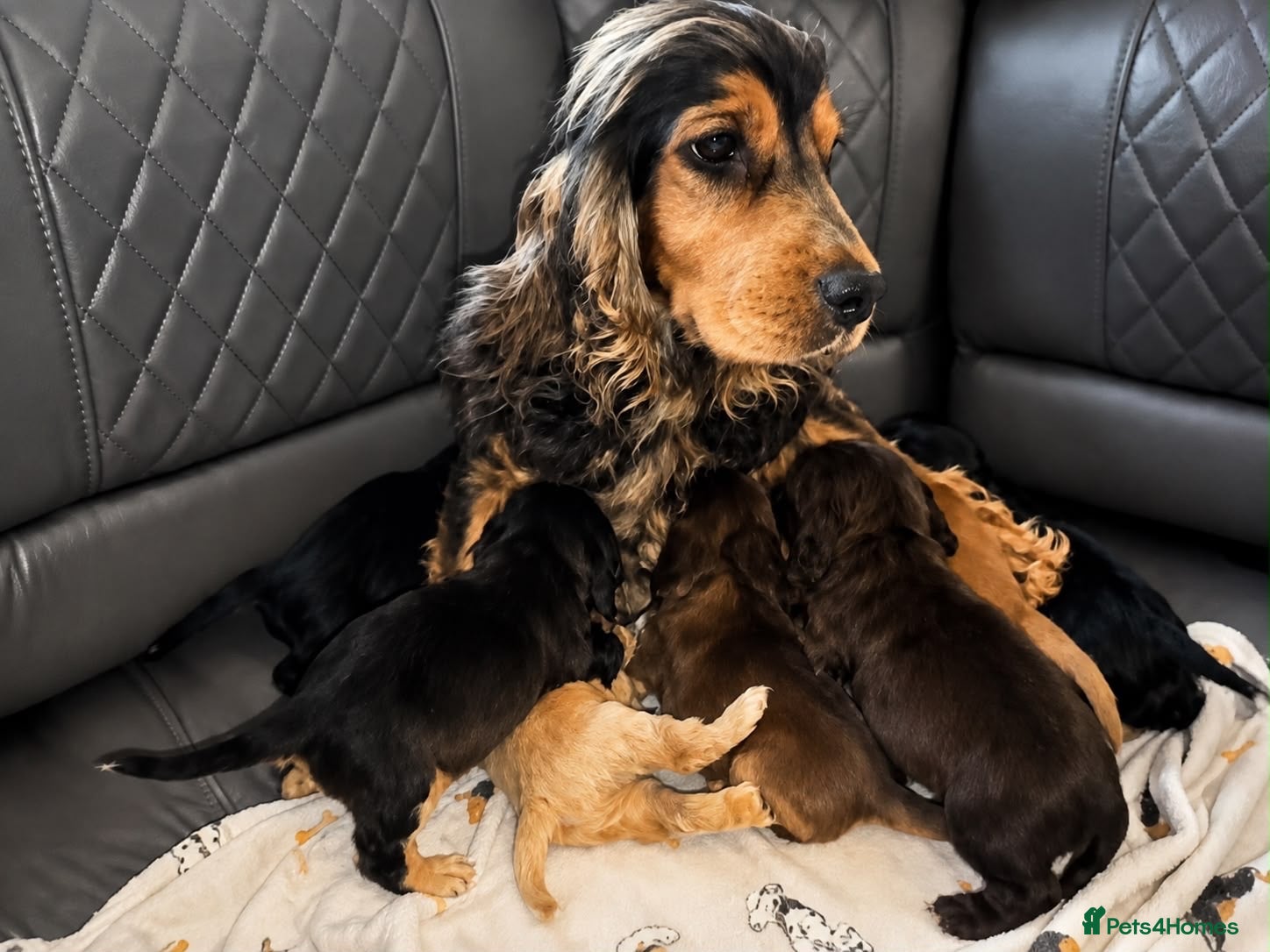 Cocker Spaniel dogs Sagrisieo’s Show type Cocker Spaniels - Advert 1
