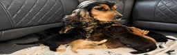 Cocker Spaniel dogs for sale: Sagrisieo’s KC Show type Cocker Spaniels - Advert 1