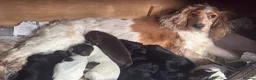 Cocker Spaniel dogs for sale: Cocker spaniel boy ready to leave Thursday  - Advert 23