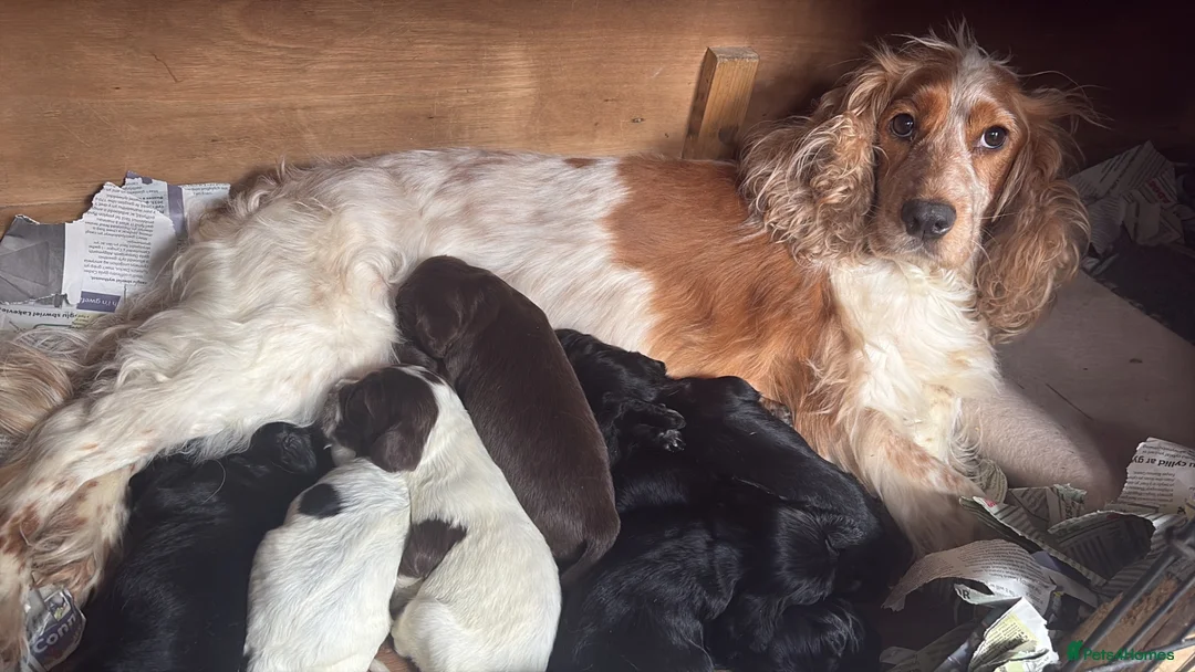 Cocker Spaniel dogs for sale: Cocker spaniel boy ready to leave Thursday  - Advert 23
