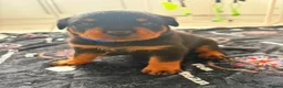 Rottweiler dogs for sale: WORLD CHAMPION CHUNKY ROTTWEILERS  - Advert 7