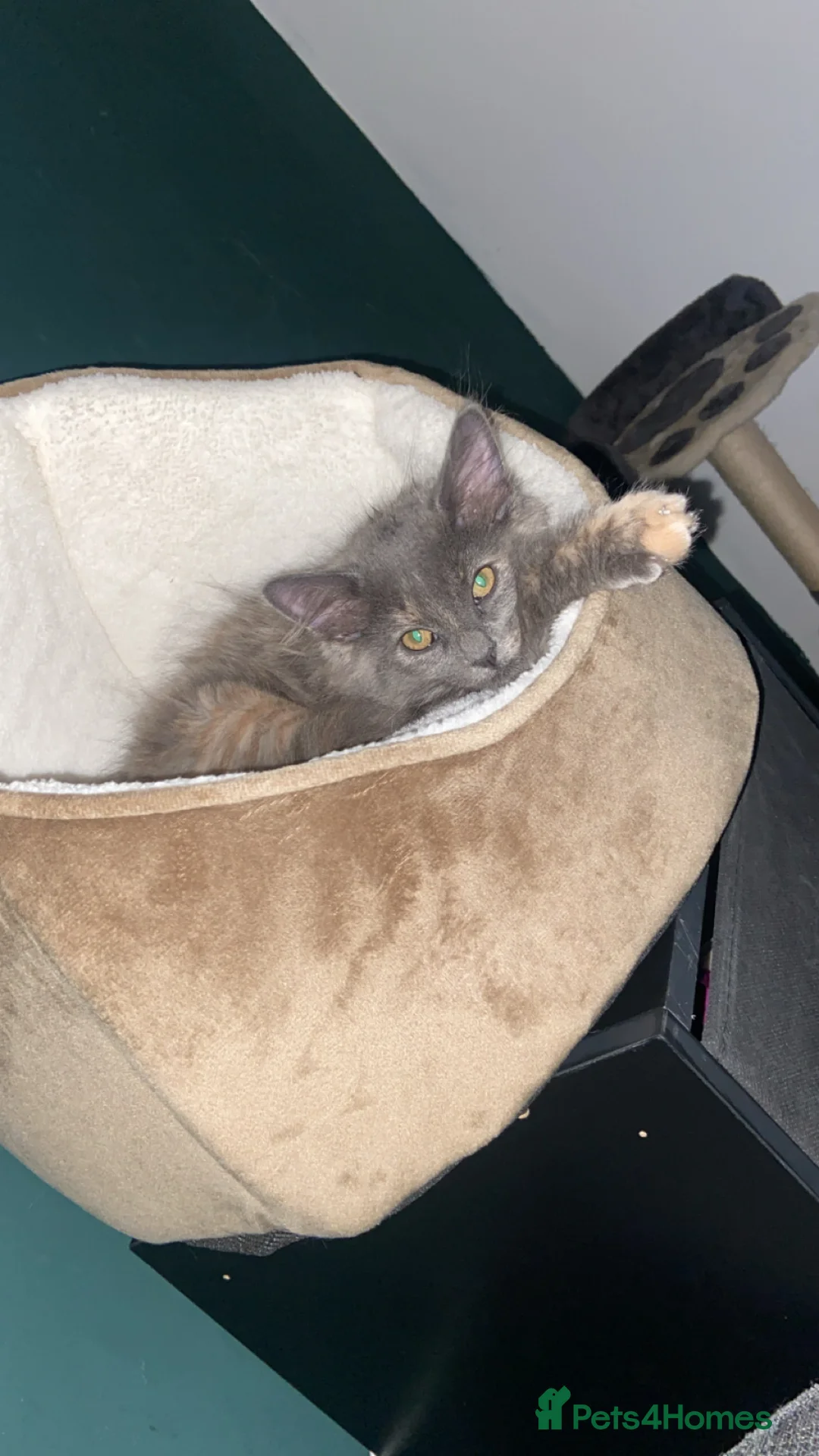 Mixed Breed cats for sale: Mixed breed  in Keighley - Advert 4