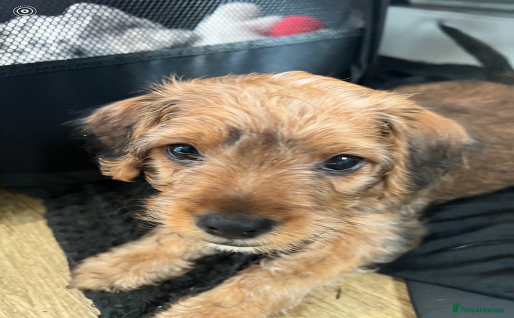 Mixed Breed dogs - Advert 1
