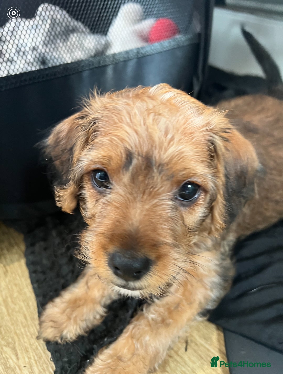 Mixed Breed dogs for sale: Jorkie male  - Image 1