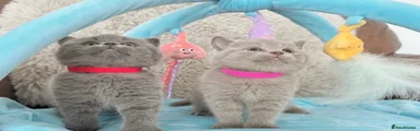British Shorthair Kitten 1