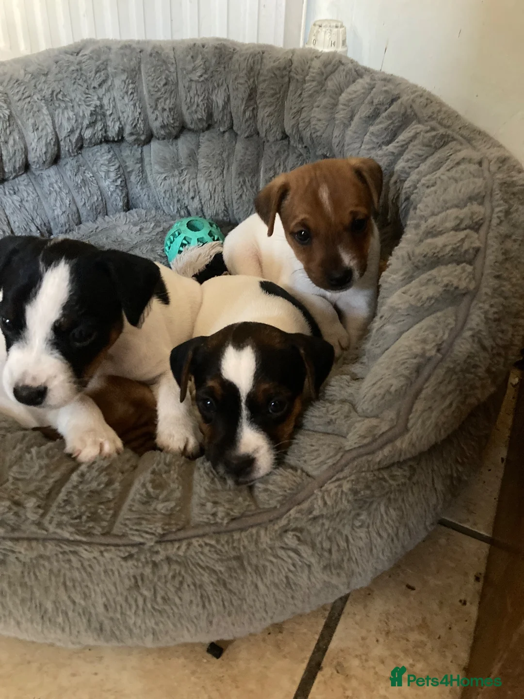 Parson Russell dogs for sale: Lovely parson pups  - Advert 2