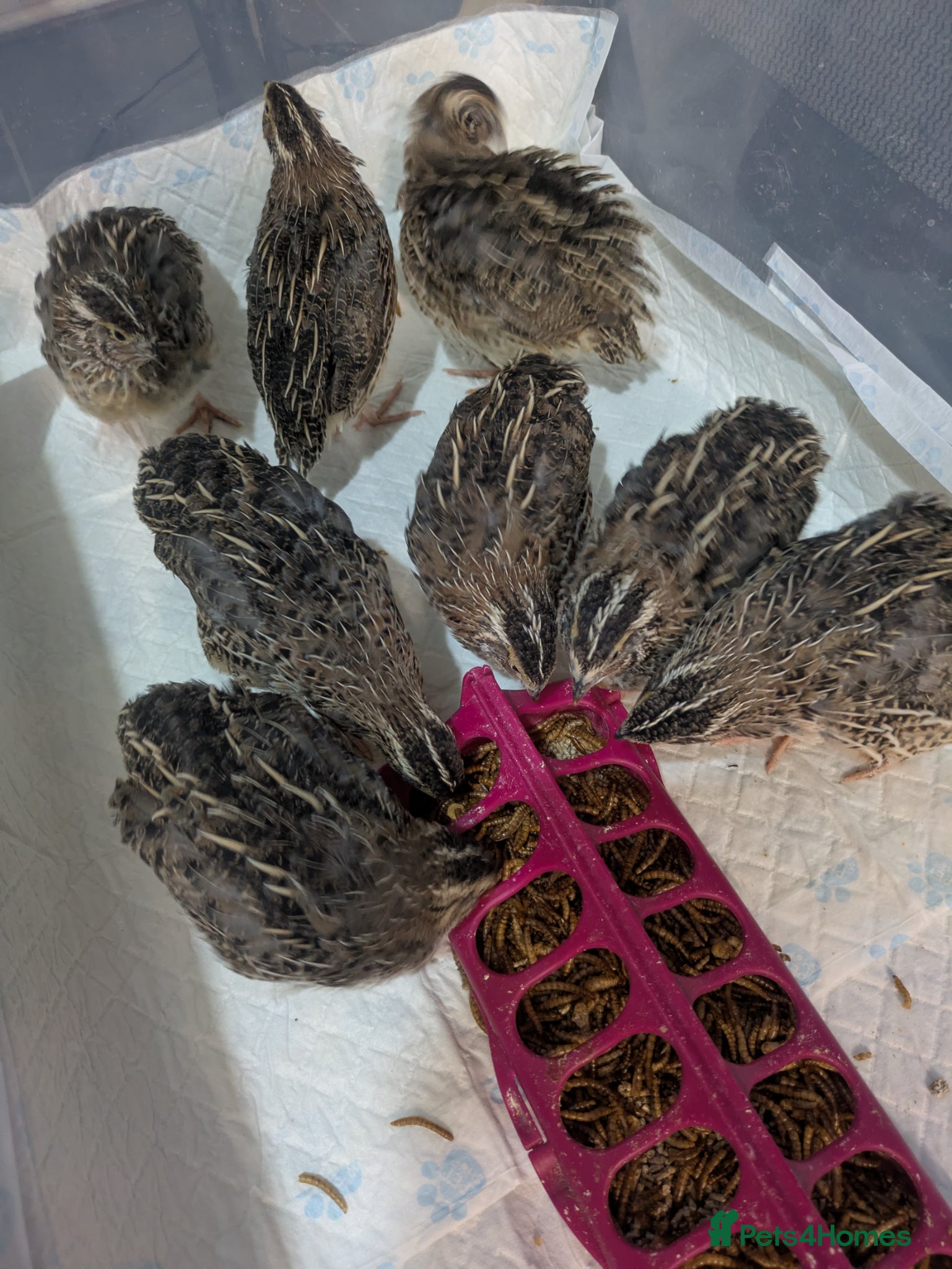 Quail poultry 5 week old Coturnix quails looking for a new home - Advert 1