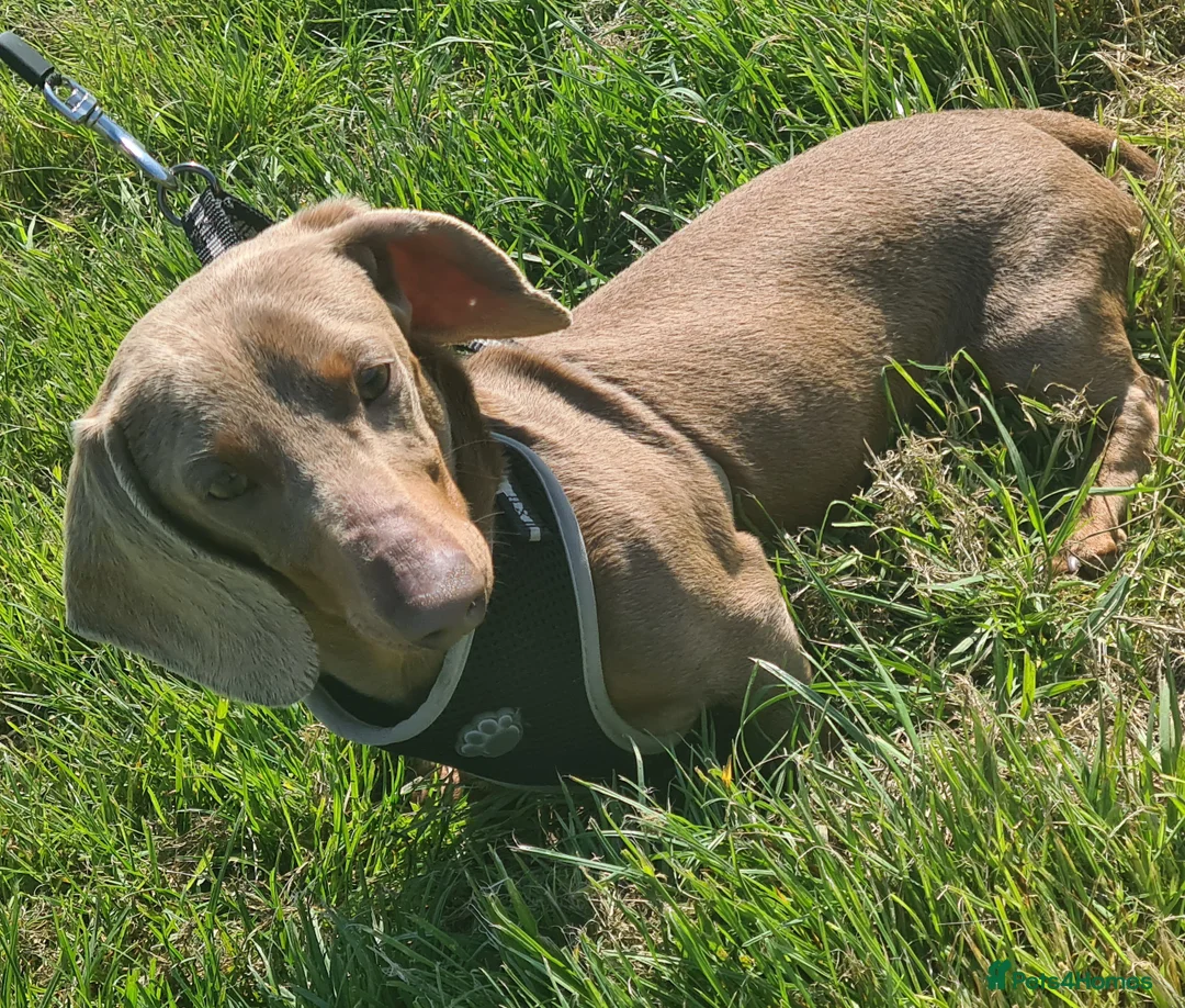 Miniature Dachshund dogs for stud: Mr Slink. Isabella & tan for stud in Thetford - Advert 4