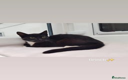 Domestic Shorthair cats for sale: KITTENS  - Image 4