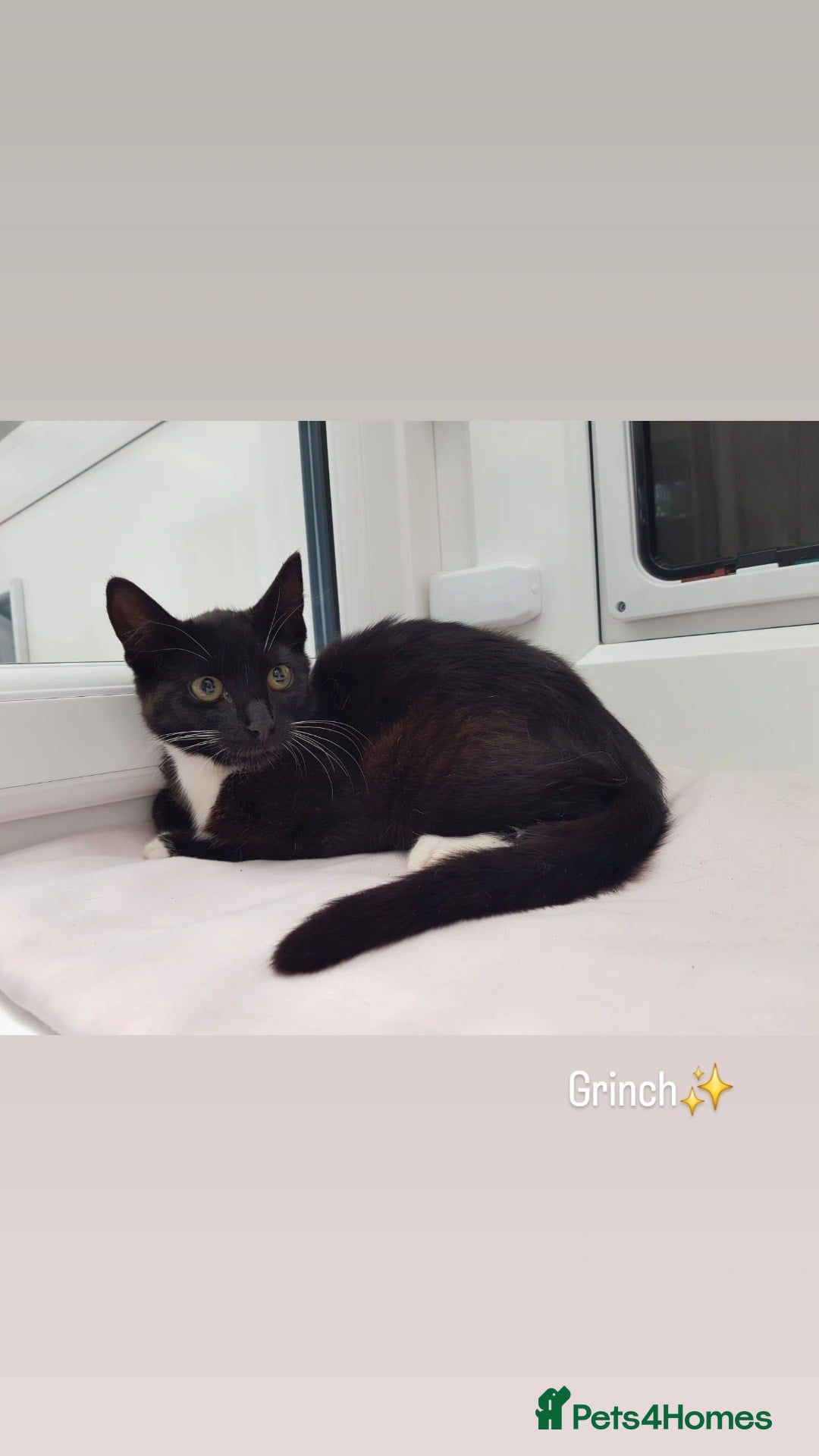 Domestic Shorthair cats for sale: KITTENS  - Image 4
