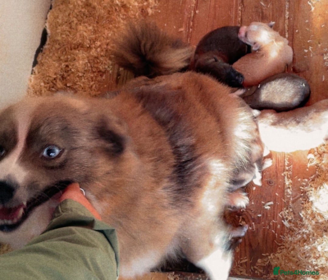 Pomsky dogs for sale: Ready - Blue eyed pomsky’s  - Image 7