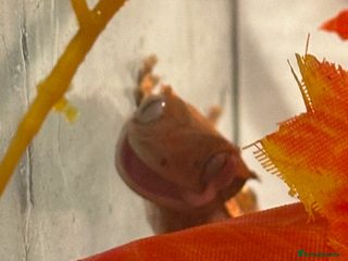 Gecko reptiles in Bristol - Advert 12