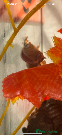 Gecko reptiles in Bristol - Advert 11