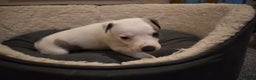 Whippet dogs for sale: Beautiful Pedigree Whippet Puppies - Advert 16